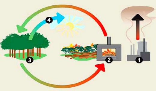 Burning wood is a major contributor to green house gas emissions