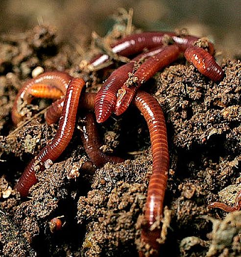 Worms are the key to good composting made easy