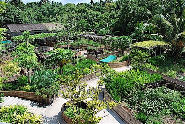 A fully developed permaculture garden - very productive and rewarding
