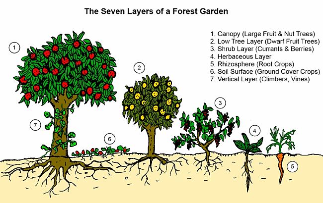 The seven layers of a Permaculture garden - learn more about it here