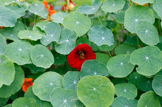 Ground covers are prolific and help retain moisture and nutrients in Permaculture gardens